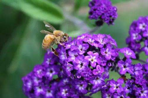 Bee-Attractive Plants
