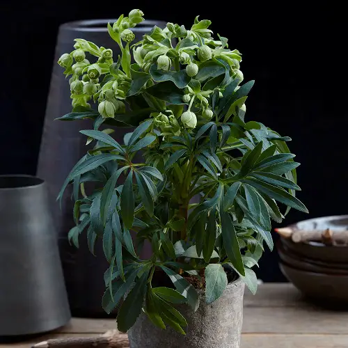Cutest Flowers in Bell Shape