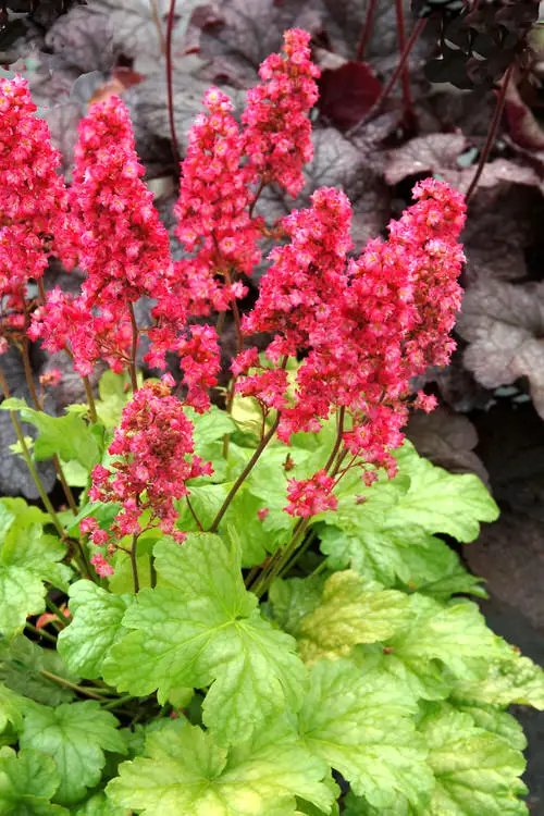 Flowers that Look Like Bells 