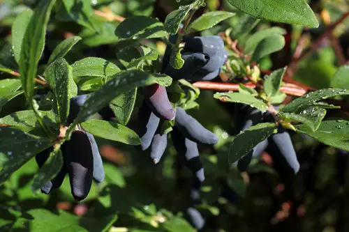 best Mouthwatering Blue Fruits That Are Blue