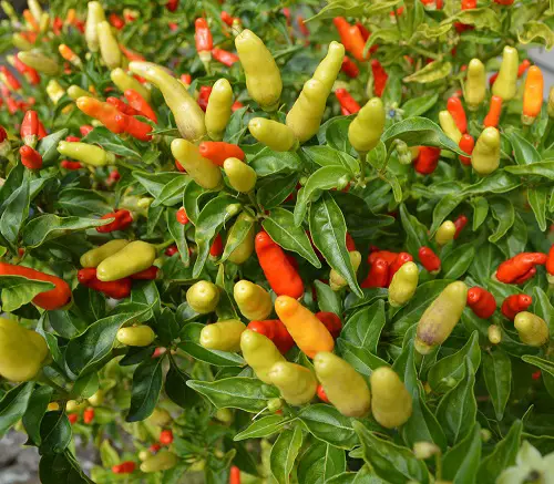 Hawaiian Chili Pepper Plant Care