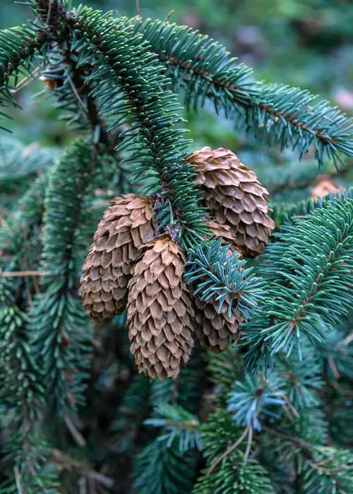 Growing Requirements of the Alaska State Tree