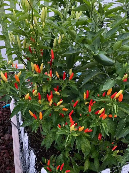 How to Grow Hawaiian Chili Pepper Plant