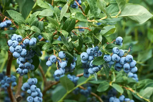  Blue Fruits That Are Tasty