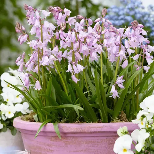 Top Bell-Shaped Flowers in pot