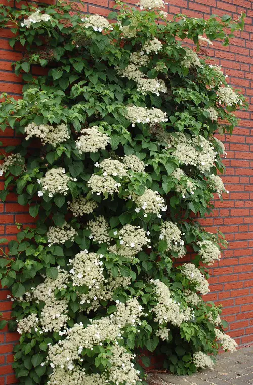Climbing Hydrangea 