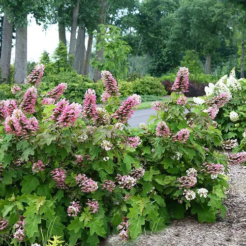 Chicago Native Plants 1