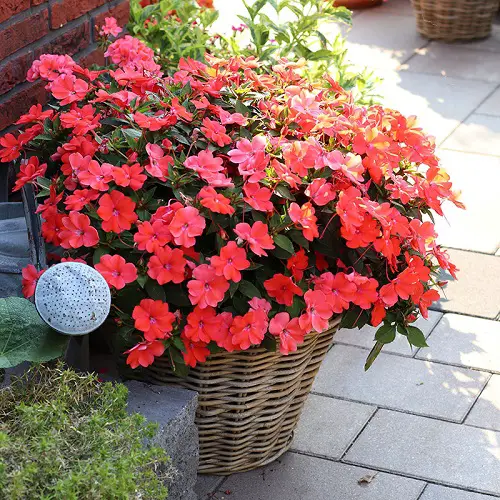 Blooming Perennial Flowers in the Spring
