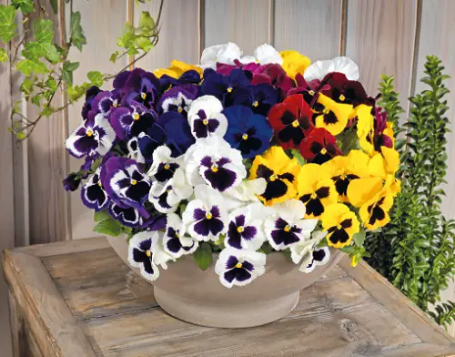 top Beautiful Pansy Varieties