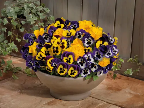 Beautiful Pansy Varieties in pot