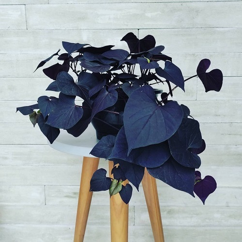 Black Indoor Plants 10