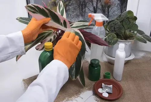 Insecticidal Soap Recipes for Garden Isopropyl Alcohol + Soap