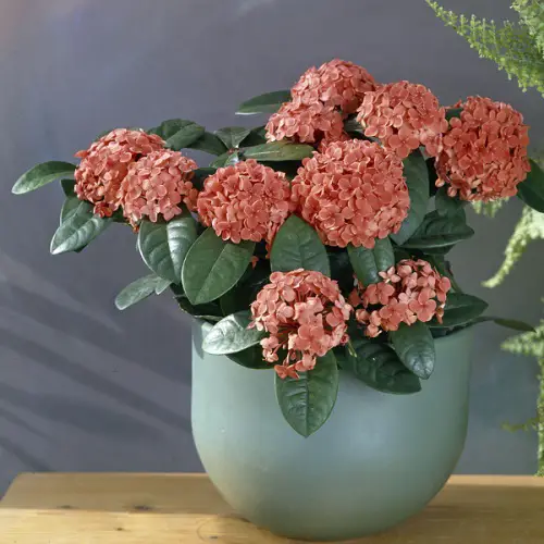 Indoor Flowers for the Winter