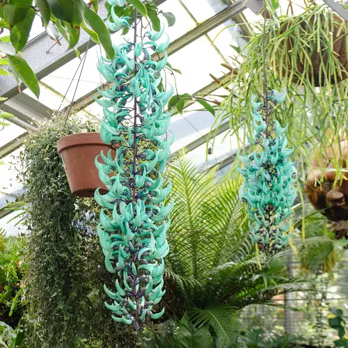 Designs of Plants for Hanging Baskets
