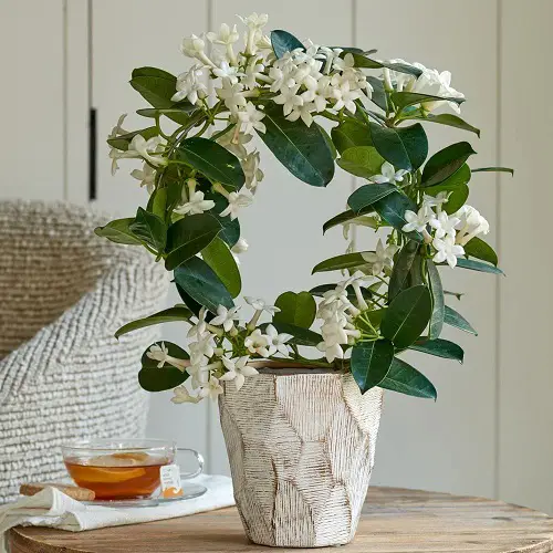 Popular Flower Meanings indoor