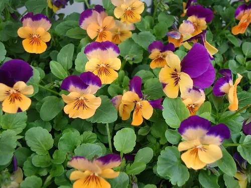 top best Most Beautiful Pansy Varieties