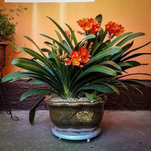 The Cutest Flowers in Bell Shape