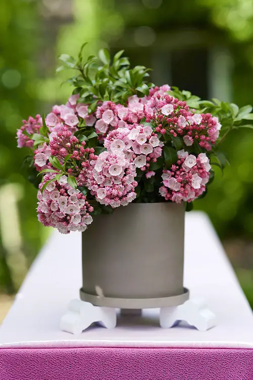 Bell-Shaped Flowers