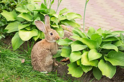 Best Gardening Tricks to Care for Hostas from rabbit