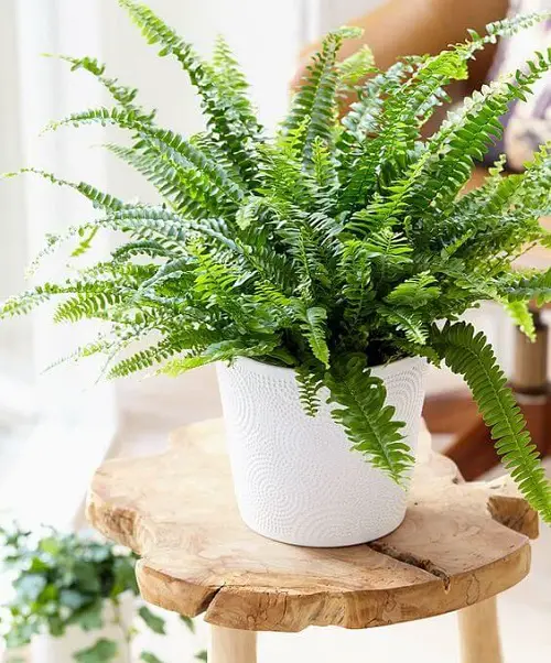 best Plants in gardens that are cat-friendly