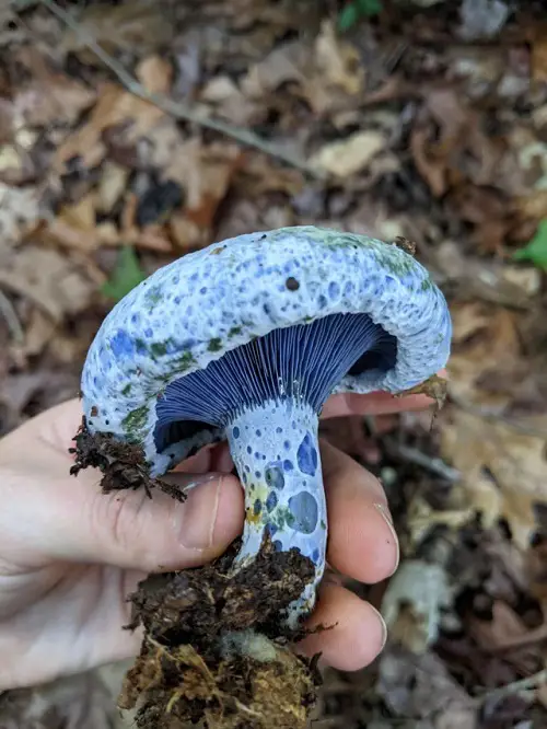 top Best Blue Vegetables in yard