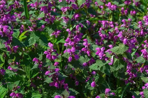 best Weeds with Purple Flowers