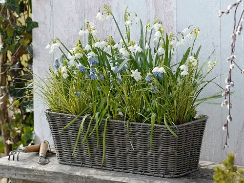 Greatest Flowers in Bell Shape