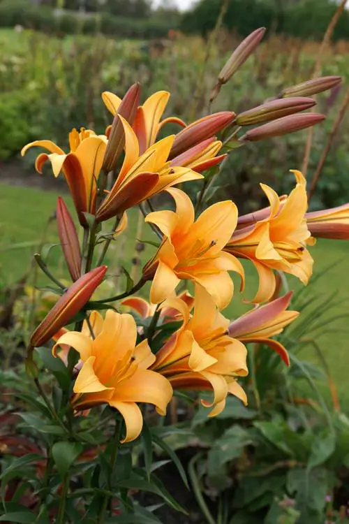 top Most Fragrant Lilies