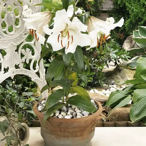 Cutest Flowers in Bell Shape