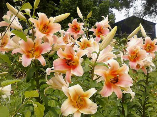Most Fragrant Lilies in garden