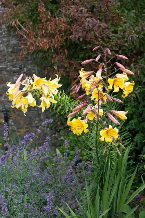 Most Fragrant Lilies