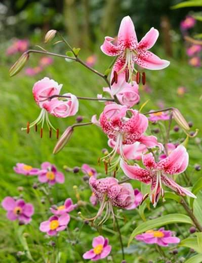 Amazing Fragrant Lilies in yard