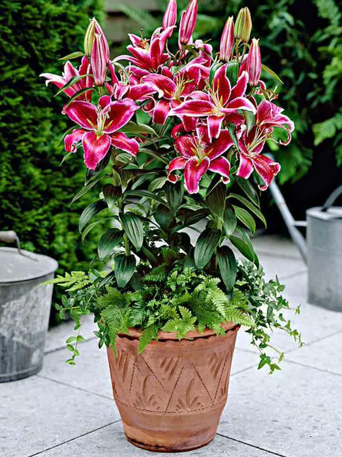 greatest fragranced lilies