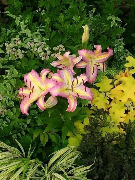 best majority of fragrant lilies to grow
