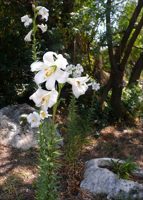 Beautiful, Strong-Scenting Night Blooming Flowers