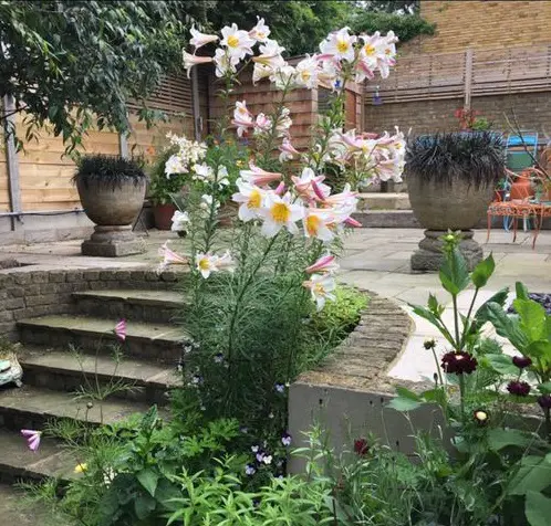 Most Fragrant Lilies in garden