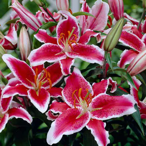 best greatest fragranced lilies