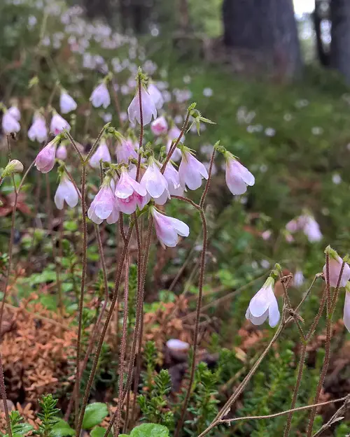 Best Bell-Shaped Flowers