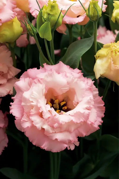 Stunning Lisianthus Varieties 13