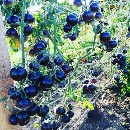 beautiful  Best Blue Vegetables for Pots & Garden
