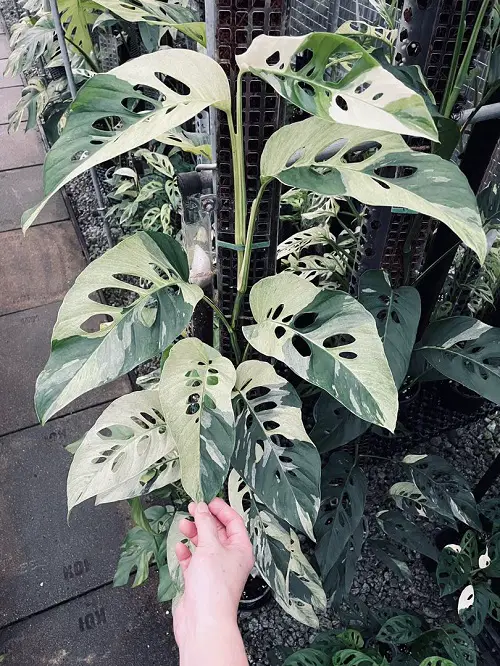 Best Monstera Albo Varieties You Must Grow 3