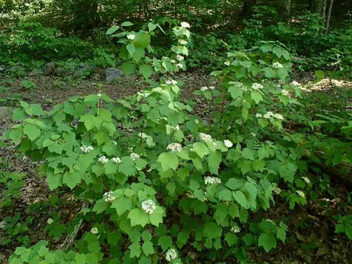 Maryland Native Plants List | 48 Native Plants of Maryland 18
