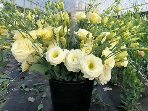 Awesome Types of Lisianthus Varieties 6
