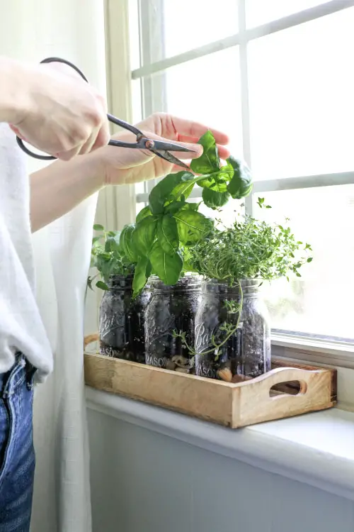 Herb Jars by the Window