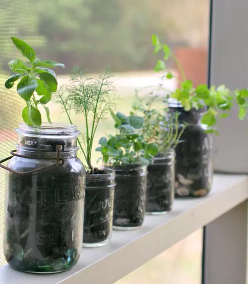 An Array of Aromatic Herbs