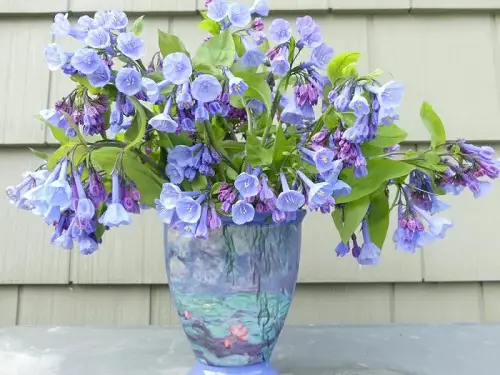 Greatest Flowers in Bell Shape