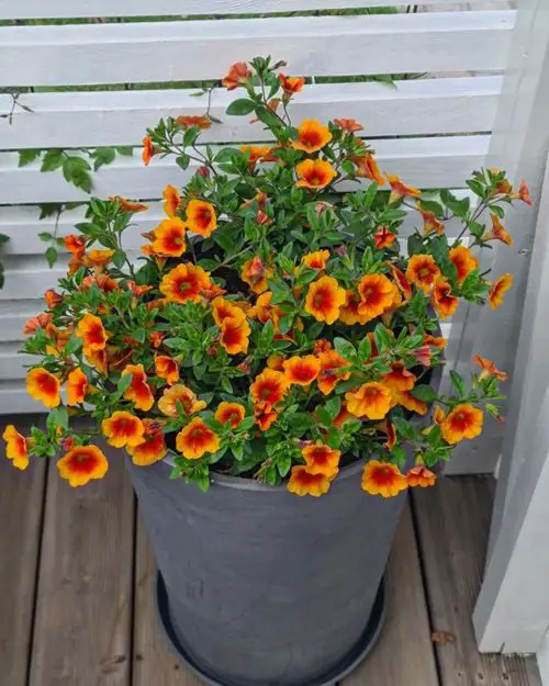 Cutest Flowers in Bell Shape