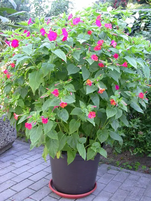beautiful Night Blooming Fragrant Flowers with Strong Scent