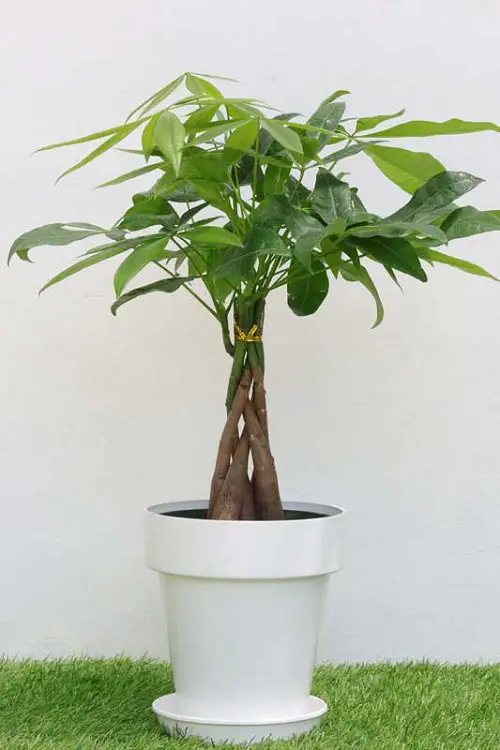 Garden plants that are cat-friendly
