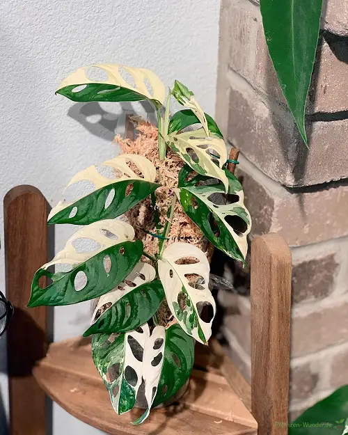 Monstera Adansonii Albo Variegata